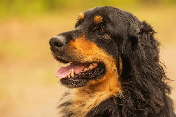 Dog Hovawart Gold Black Portrait — Stock Photo, Image