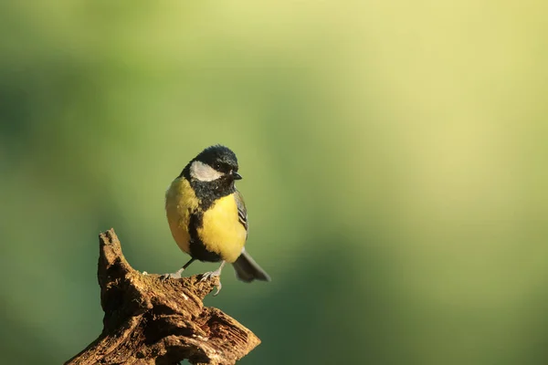 Eurasian Tit Park — Zdjęcie stockowe