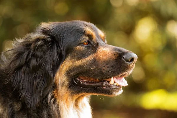 Dog Hovawart Gold Black Portrait — Stock fotografie