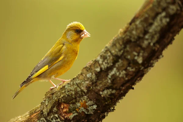 Closeup Small Bird Sitting Tree — ストック写真