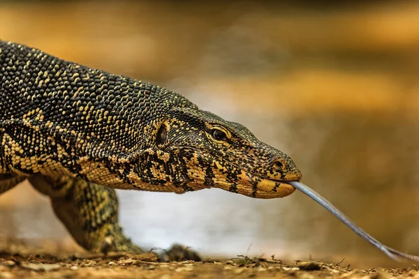 Common Water Monitor Varanus Salvator Dangerous Dragon Wild Nature — Photo