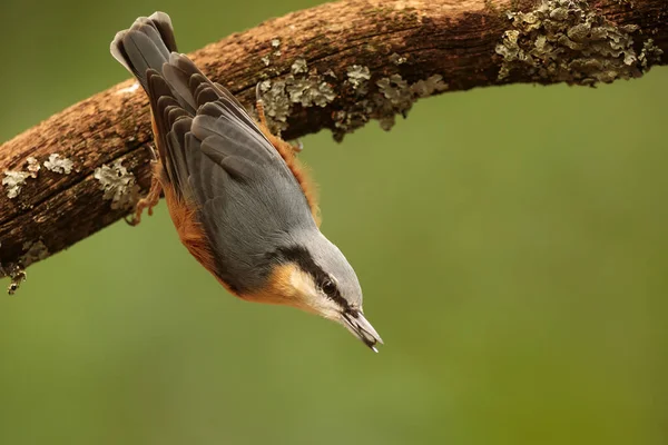 Closeup Small Bird Daytime — Stock Fotó