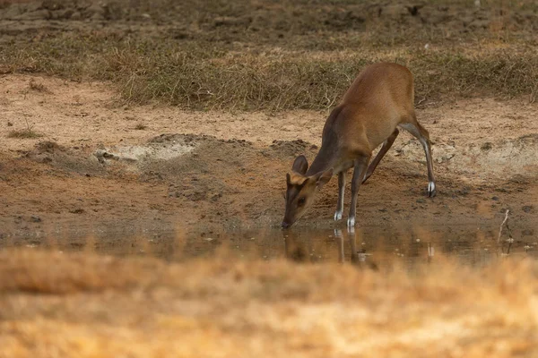 Cute Red Deer Cervus Elaphus — Stock fotografie