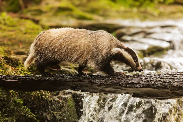 Old European Badger Wild — Stockfoto