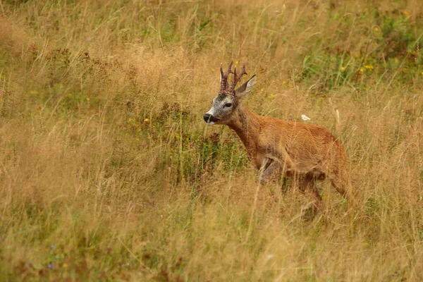 Cute Red Deer Cervus Elaphus — 图库照片