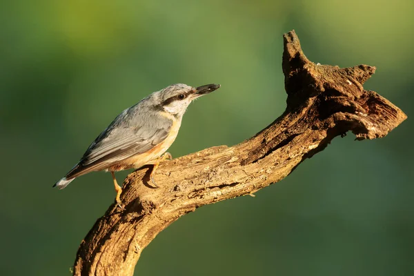 Closeup Small Bird Sitting Tree — Stock Fotó