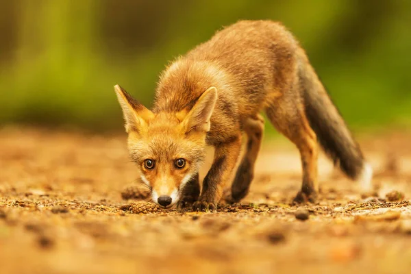 cube red fox (Vulpes vulpes) a curious young  animal
