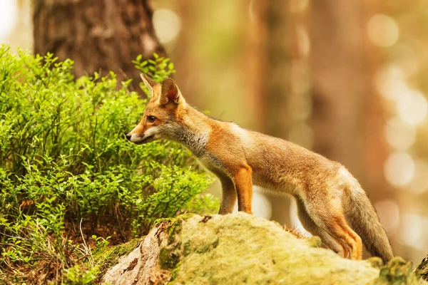 Cube Red Fox Vulpes Vulpes Curious Young Animal — Foto de Stock