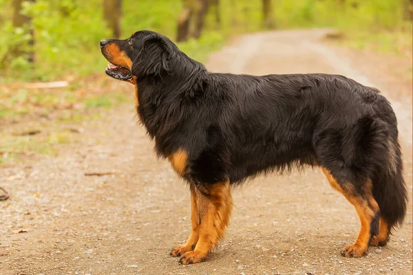 Σκύλος Hovawart Χρυσό Και Μαύρο Πορτρέτο — Φωτογραφία Αρχείου