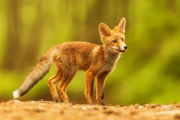 Cube Red Fox Vulpes Vulpes Curious Young Animal — Fotografia de Stock