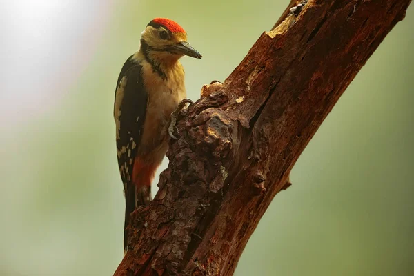 Great Spotted Woodpecker Dendrocopos Major Conquers Worms Steep Trunk — Foto de Stock