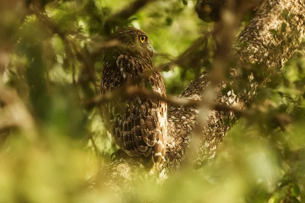 Bird Fauna Owl Close — ストック写真