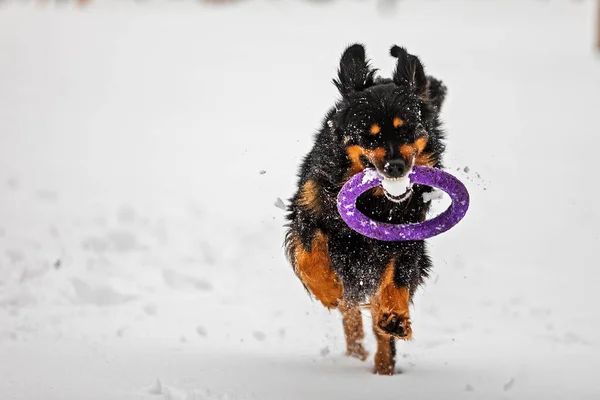 dog hovawart gold and black playing