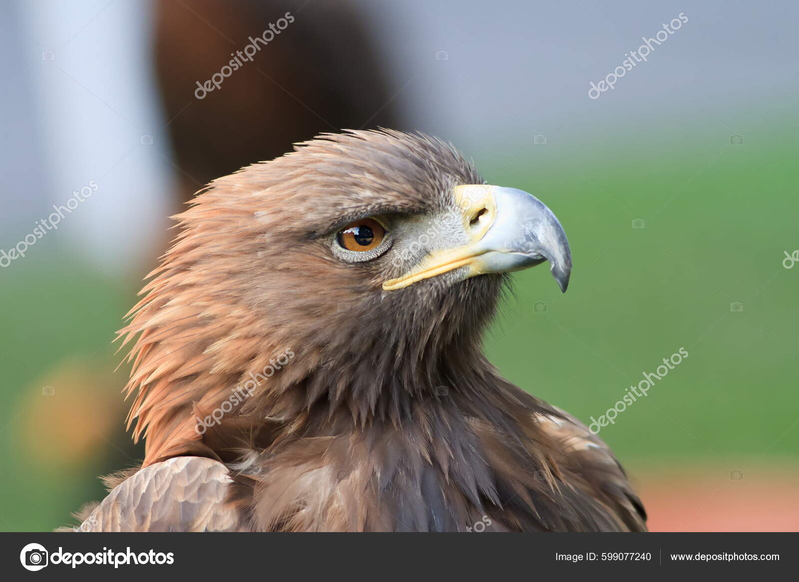 Aguila joven fotos de stock, imágenes de Aguila joven sin royalties |  Depositphotos