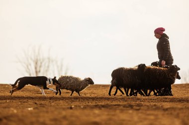 JESIN, CZECH REPUBLICK-20.2.2019: Coach shows how foraging flock of sheep with a dog, in the background is seen the famous hill Rip