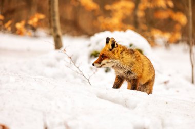 Kızıl tilki, Vulpes vulpes, çölde karda yürüyor.