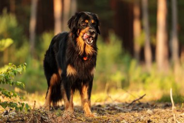 dog hovawart gold and black portrait