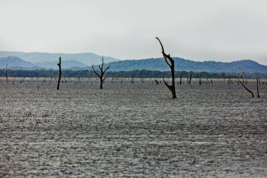 Mavi gökyüzünün altındaki kuru ağaçlar