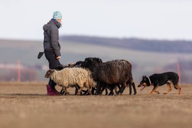 JESIN, CZECH REPUBLICK-20.2.2019: Coach shows how foraging flock of sheep with a dog, in the background is seen the famous hill Rip