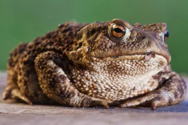 Kurbağa yaklaş, hayvan.