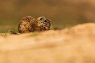 Küçük memeli, Avrupa yer sincabı (Spermophilus citellus) 