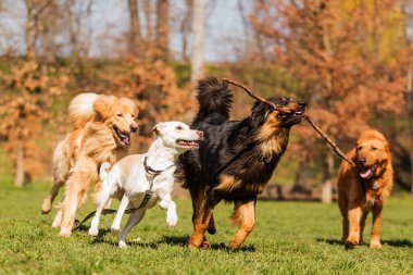 Köpekler parkta oynar. 