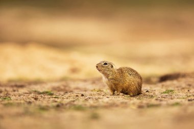 Küçük memeli, Avrupa yer sincabı (Spermophilus citellus) 