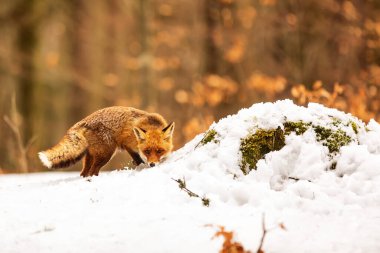Kızıl tilki, Vulpes vulpes, çölde karda yürüyor.