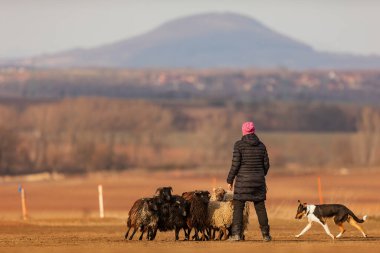 JESIN, CZECH REPUBLICK-20.2.2019: Coach shows how foraging flock of sheep with a dog, in the background is seen the famous hill Rip