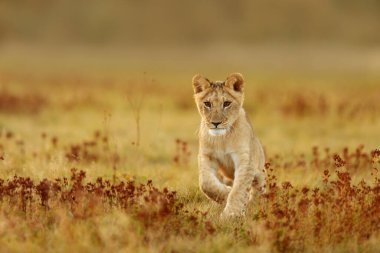 Lioness, Panthera leo, portrait  at daytime 