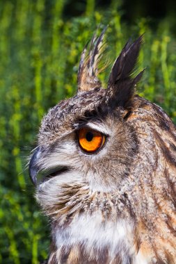 Kuş, hayvan, baykuş, yaklaşın.