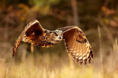 Kuş, hayvan, baykuş, yaklaşın.