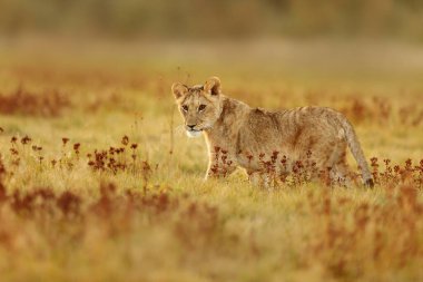 Lioness, Panthera leo, portrait  at daytime 