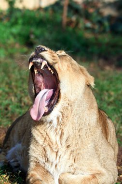 Lioness, Panthera leo, portrait  at daytime 