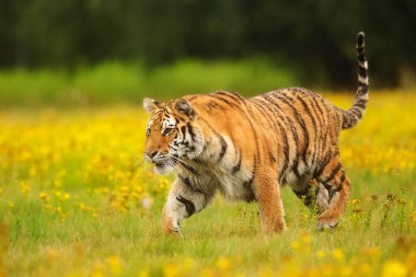 Animal, tiger in wild nature 