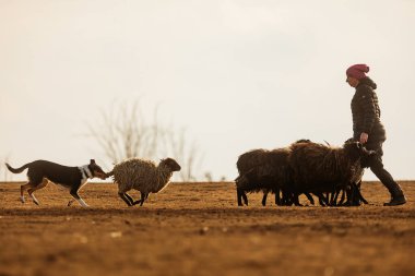 JESIN, CZECH REPUBLICK-20.2.2019: Coach shows how foraging flock of sheep with a dog, in the background is seen the famous hill Rip