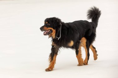 dog hovawart gold and black portrait