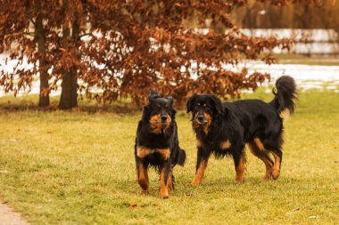 nice couple dogs hovawart