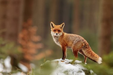 Kızıl tilki, Vulpes vulpes, çölde karda yürüyor.