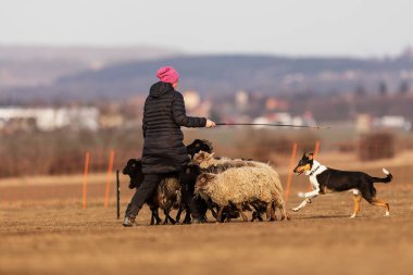 JESIN, CZECH REPUBLICK-20.2.2019: Coach shows how foraging flock of sheep with a dog, in the background is seen the famous hill Rip