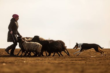 JESIN, CZECH REPUBLICK-20.2.2019: Coach shows how foraging flock of sheep with a dog, in the background is seen the famous hill Rip