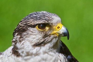 falcon in wild life, animal