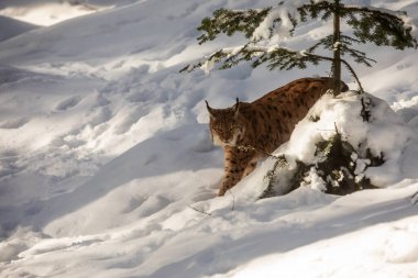 Avrasya vaşağı, Lynx vaşak, karlı ormanda.