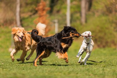  Köpekler parkta oynar. 