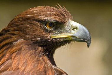 Closeup of a beautiful eagle