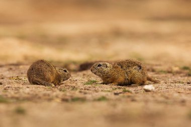 Avrupa zemin sincap, Spermophilus citellus