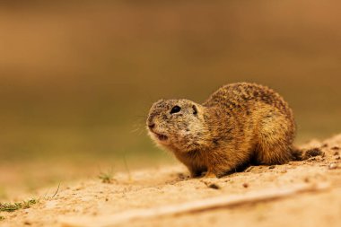 Küçük memeli, Avrupa yer sincabı (Spermophilus citellus) 