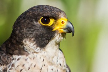 falcon in wild life, animal