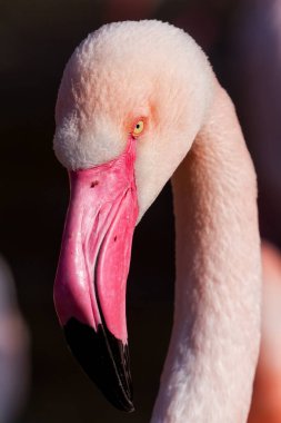 Amerikan flamingosu (Phoenicopterus ruber) yeni uyanmış bir piliç.