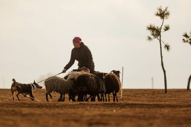 JESIN, CZECH REPUBLICK-20.2.2019: Coach shows how foraging flock of sheep with a dog, in the background is seen the famous hill Rip